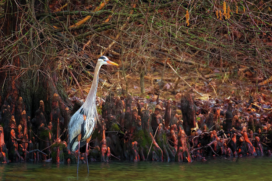Blue Heron in the Cypress Knees Photograph by Susan Rissi Tregoning