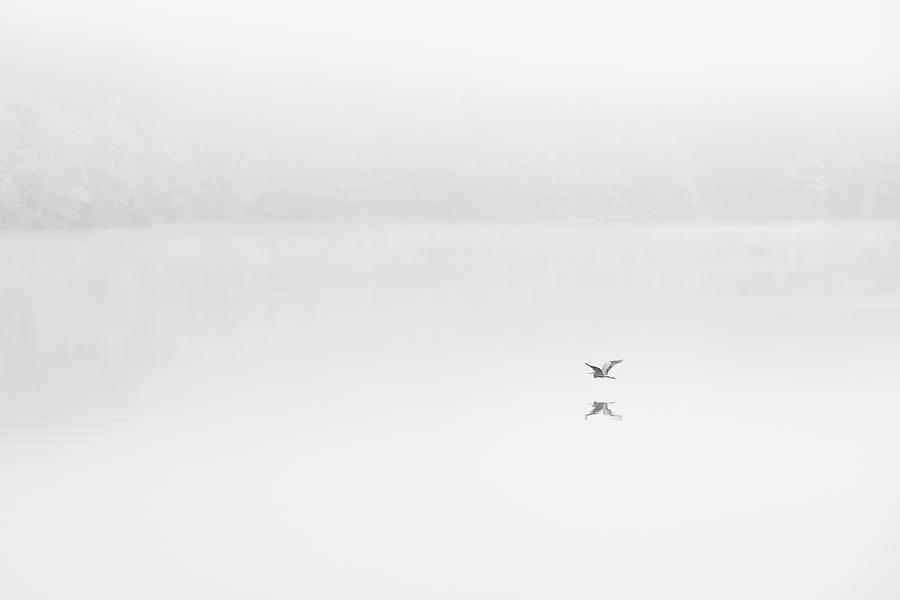 Blue Heron in the Fog Photograph by Deborah Penland