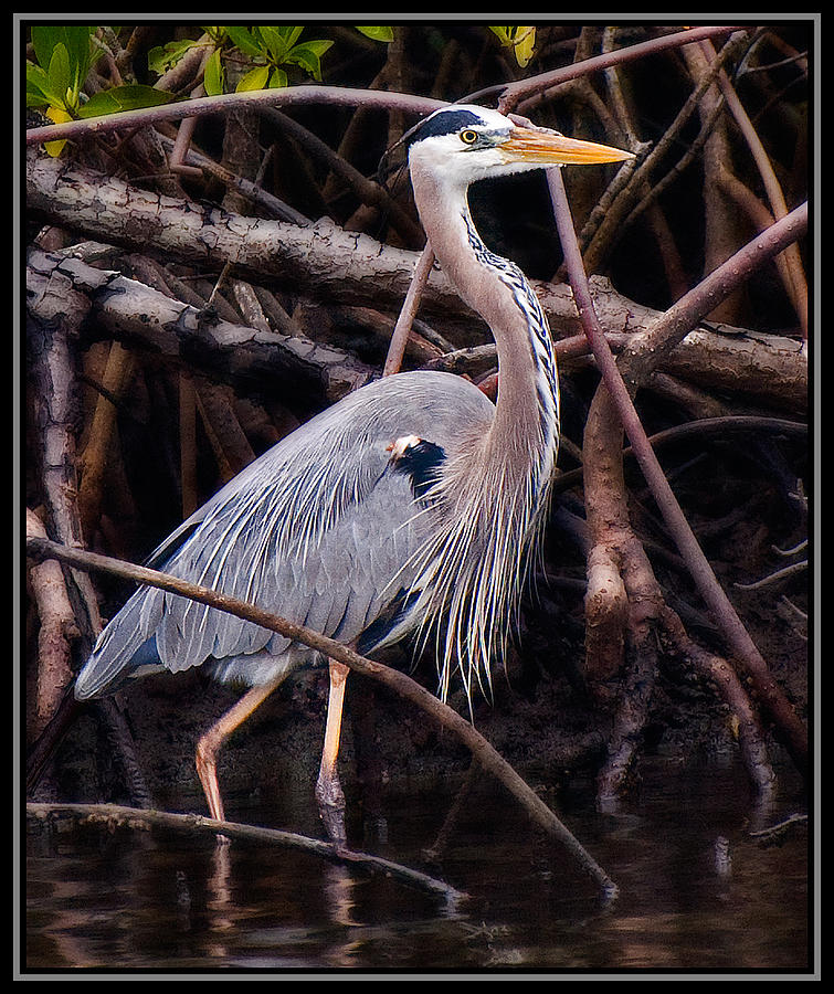 Blue Heron in the Mangroves Photograph by Ginger Wakem