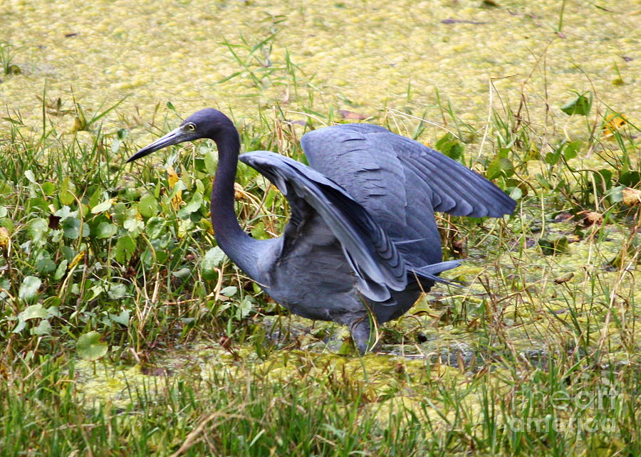 Blue Heron in the Marsh Photograph by Carol Groenen
