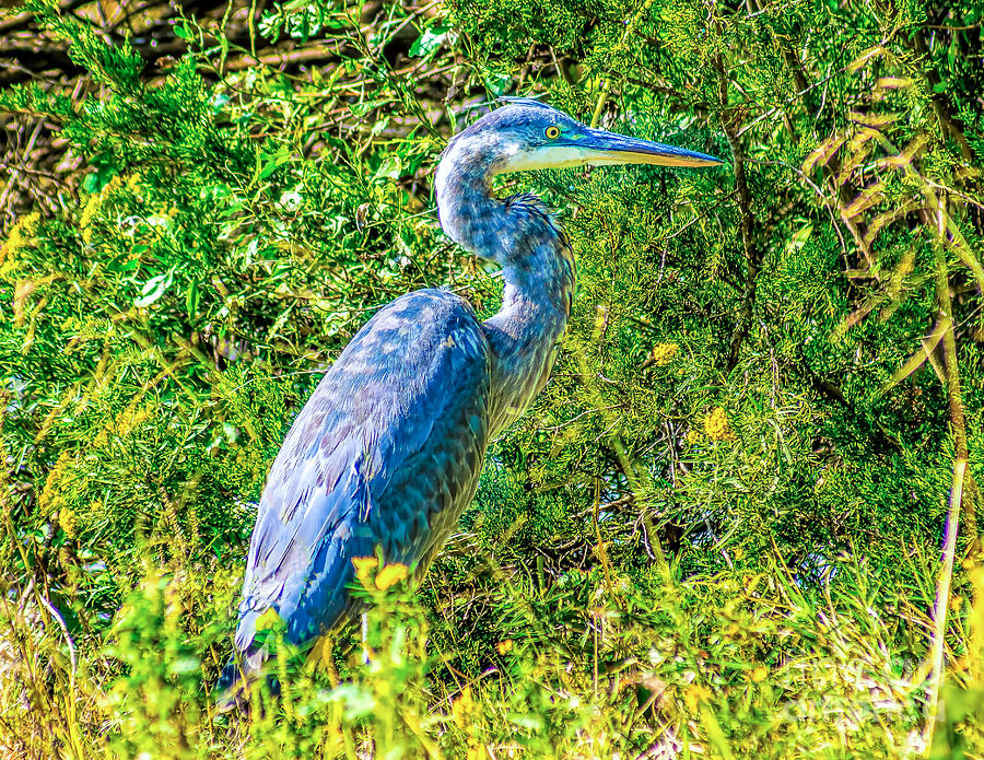 Blue Heron in the Reeds Photograph by Nick Zelinsky Jr