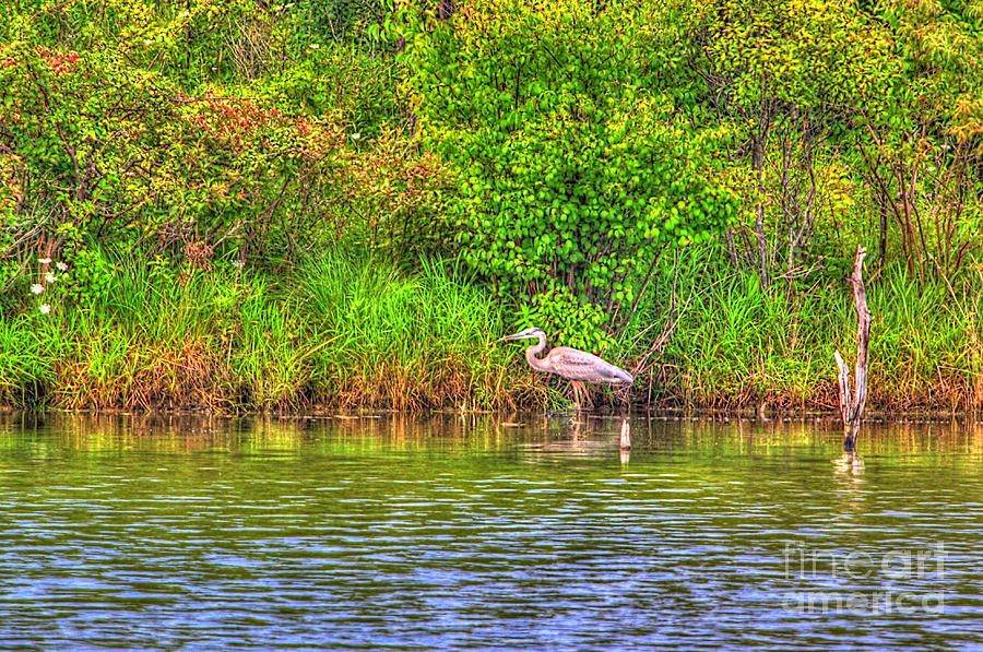 Blue Heron-In the swamp-20 Photograph by Robert Pearson