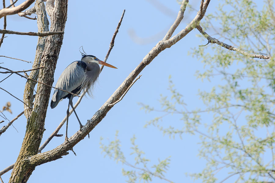 Spring Photograph - Blue Heron in Tree by Joni Eskridge