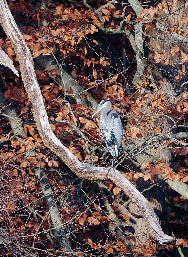 Blue Heron in Tree Photograph by Paul Ross