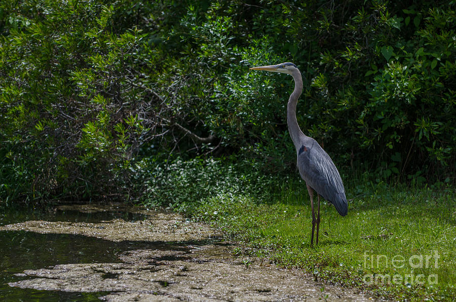 Blue Heron In Wetlands Of Sc Photograph
