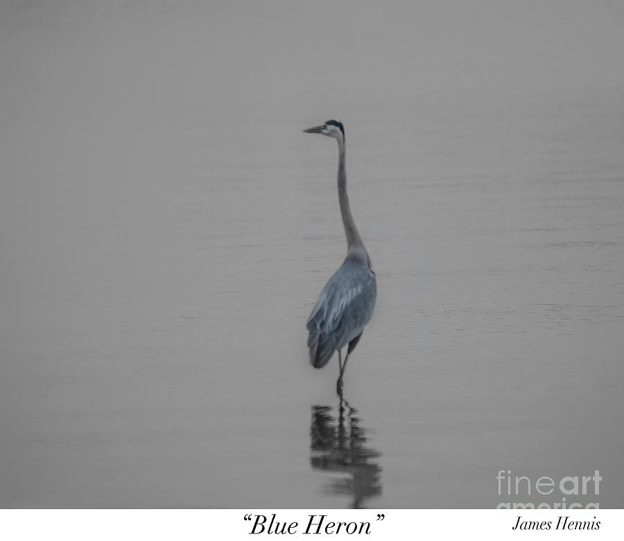 Blue Heron Photograph by Metaphor Photo