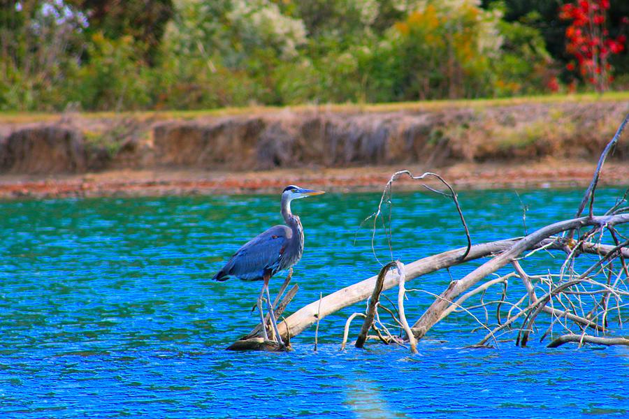Bird Photograph - Blue Heron by Karen Wagner
