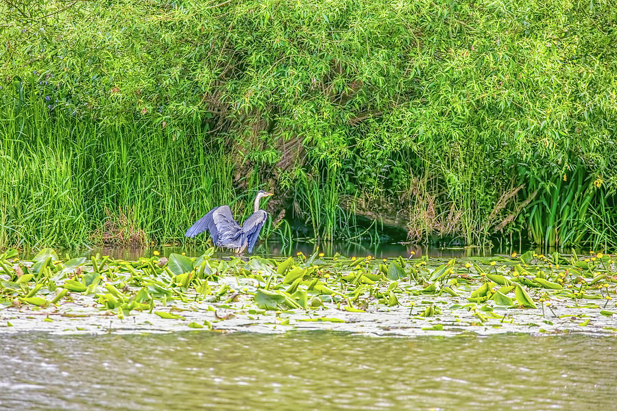 Blue heron landing May 2016.  Photograph by Leif Sohlman