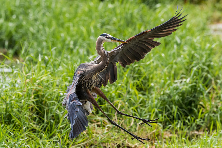 Wildlife Photograph - Blue Heron Landing by Paul Freidlund