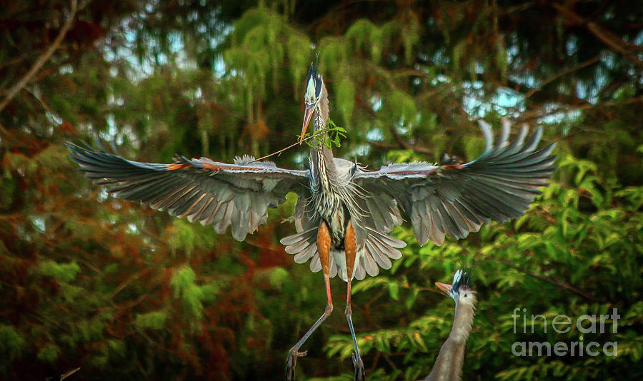 Blue Heron Landing with Sprig Photograph by Tom Claud