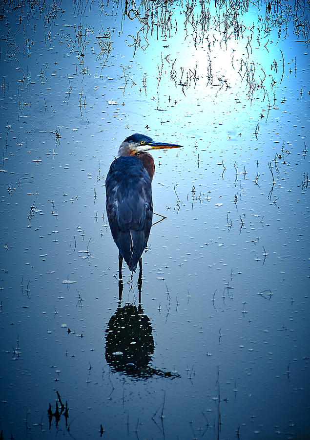Blue Heron Photograph by Loni Collins