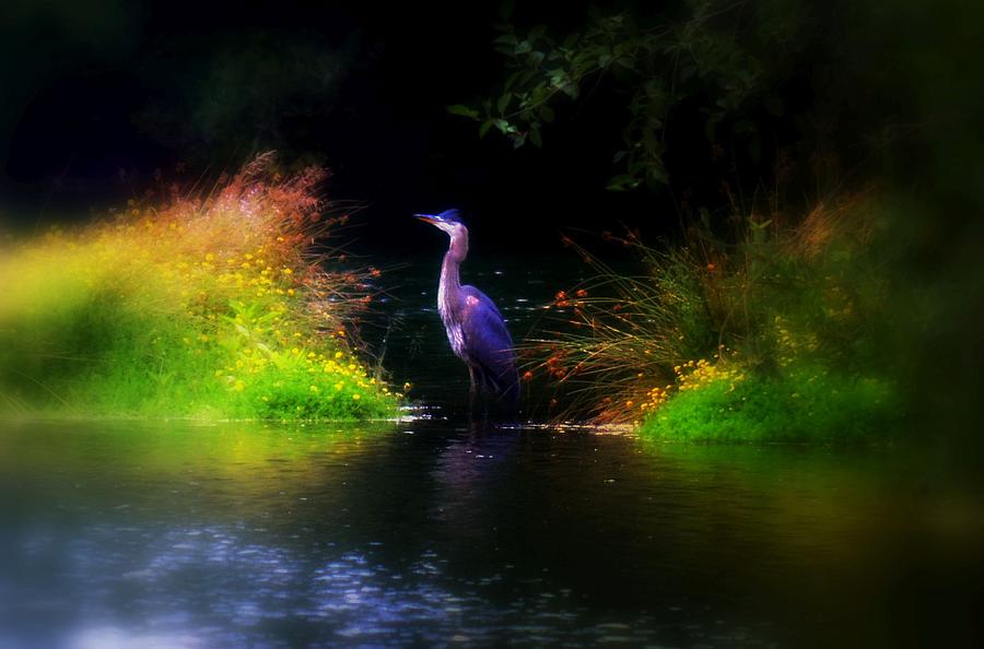 Blue Heron Photograph by Lori Seaman