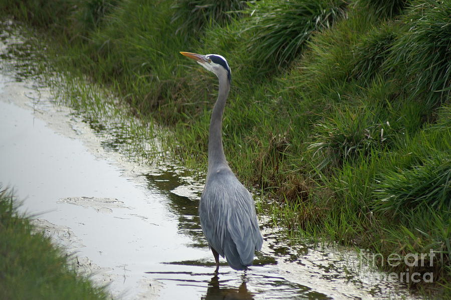 Blue Heron Photograph by Louise Magno
