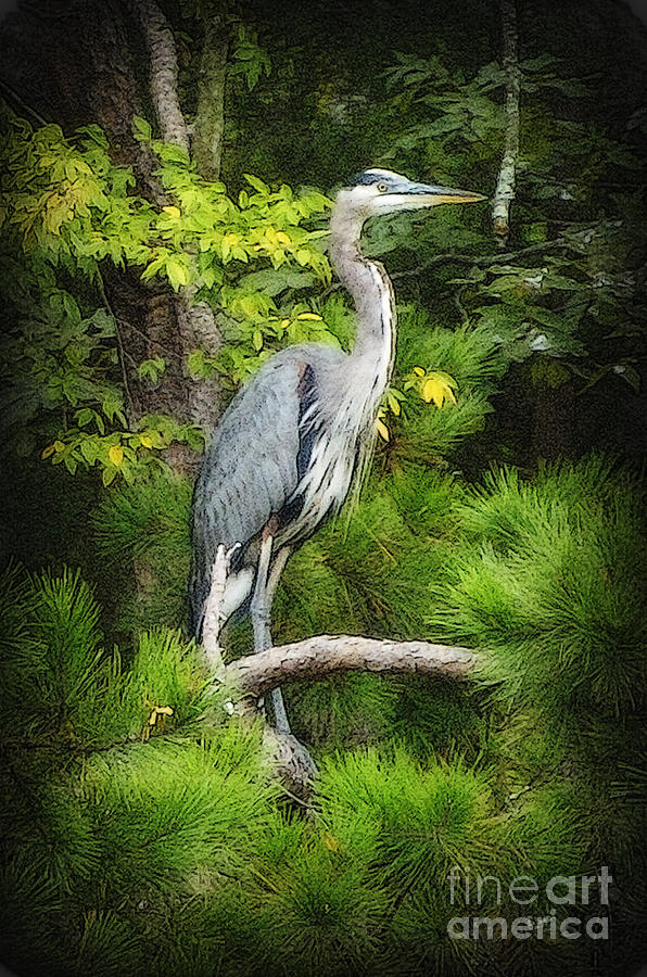 Blue Heron Photograph by Lydia Holly