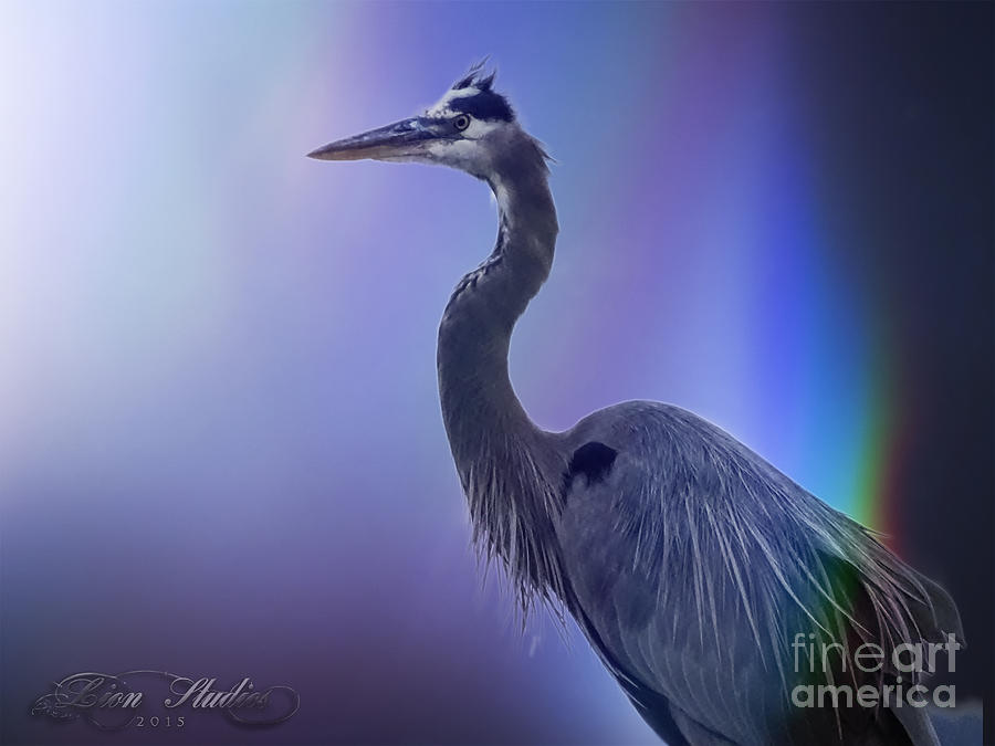 Blue Heron Photograph by Melissa Messick