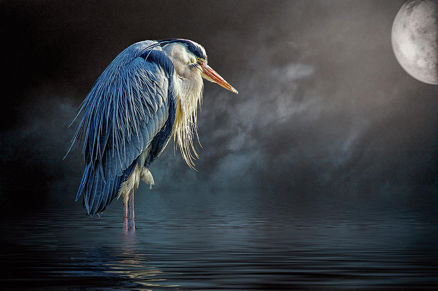 Heron Photograph - Blue Heron Moon by Brian Tarr