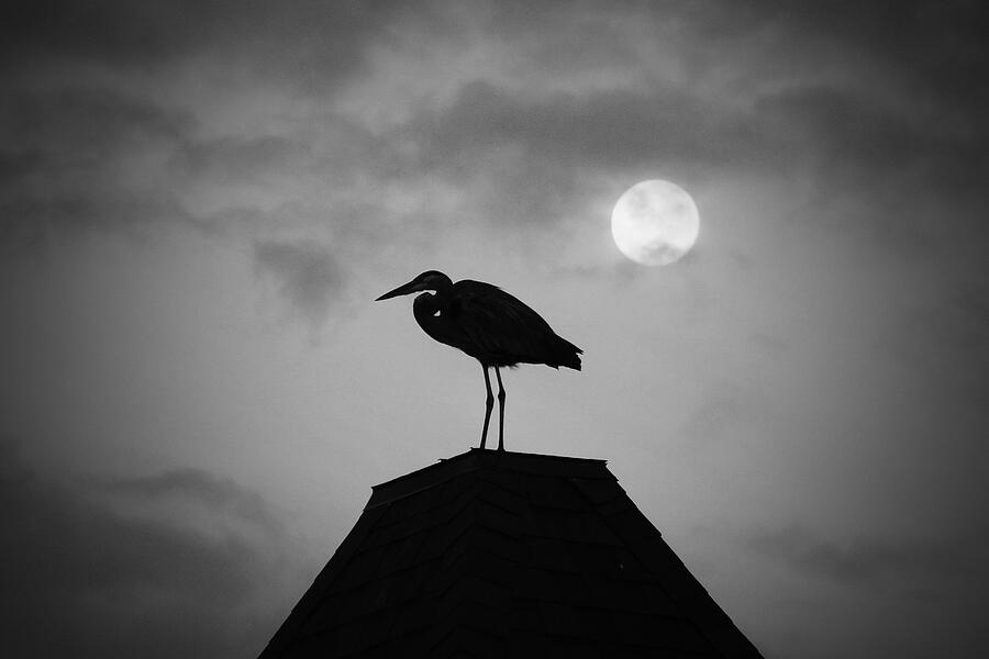 Heron Photograph - Blue Heron Moon by Eddy Mann