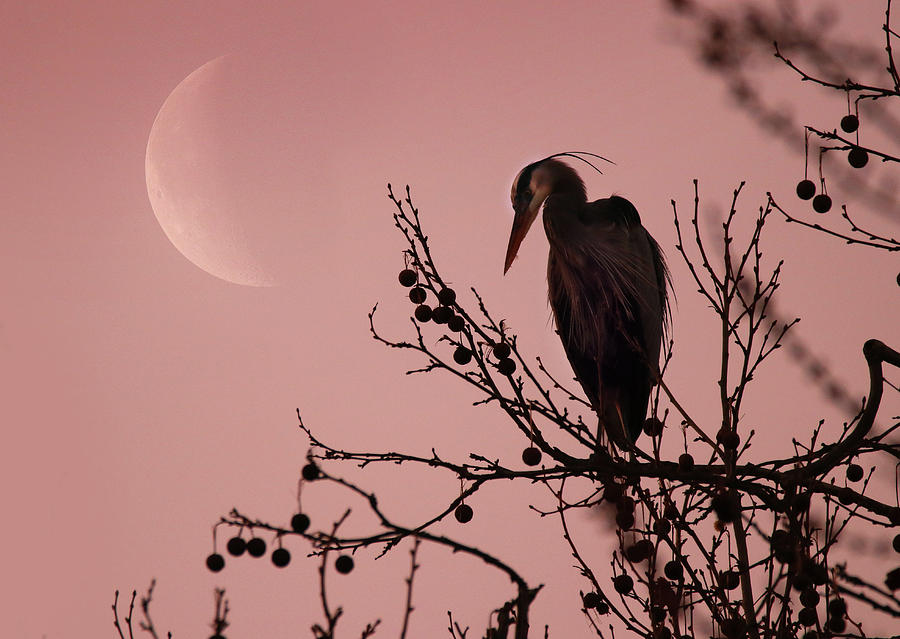 The Heron and the Moon Photograph by Rob Blair