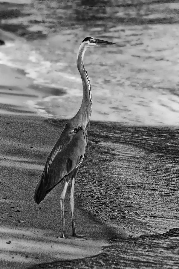 Blue Heron on Beach BW Photograph by Michael Thomas