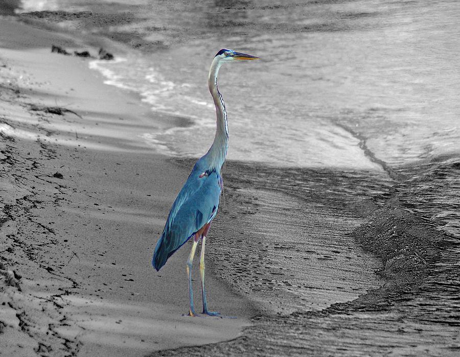 Blue heron On Beach Painting by Michael Thomas