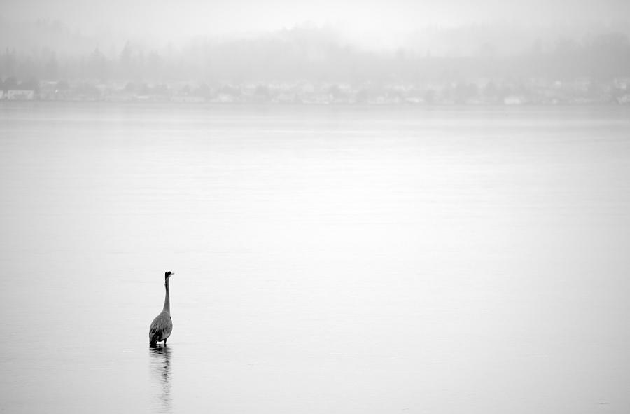 Blue Heron on Birch Bay Photograph by Julius Reque