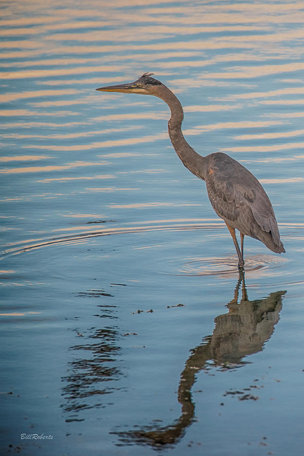 Blue Heron On Blue Photograph by Bill Roberts