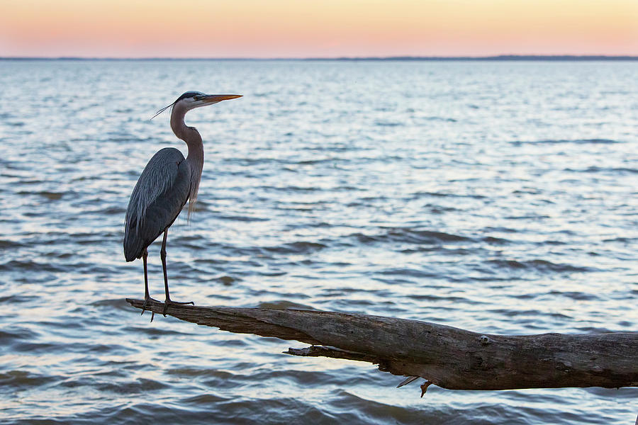 Blue Heron On Branch At Sunset Photograph