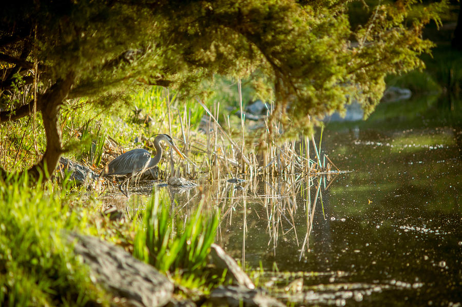 blue heron on Pond Edge Photograph by Chris Bordeleau