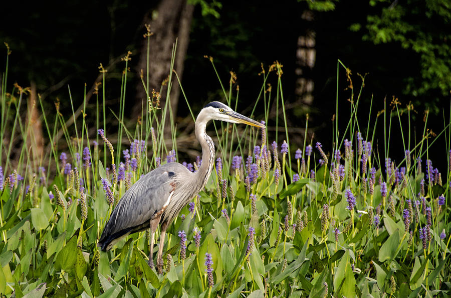 Blue Heron on Powder Mill Pond Photograph by Donna Doherty