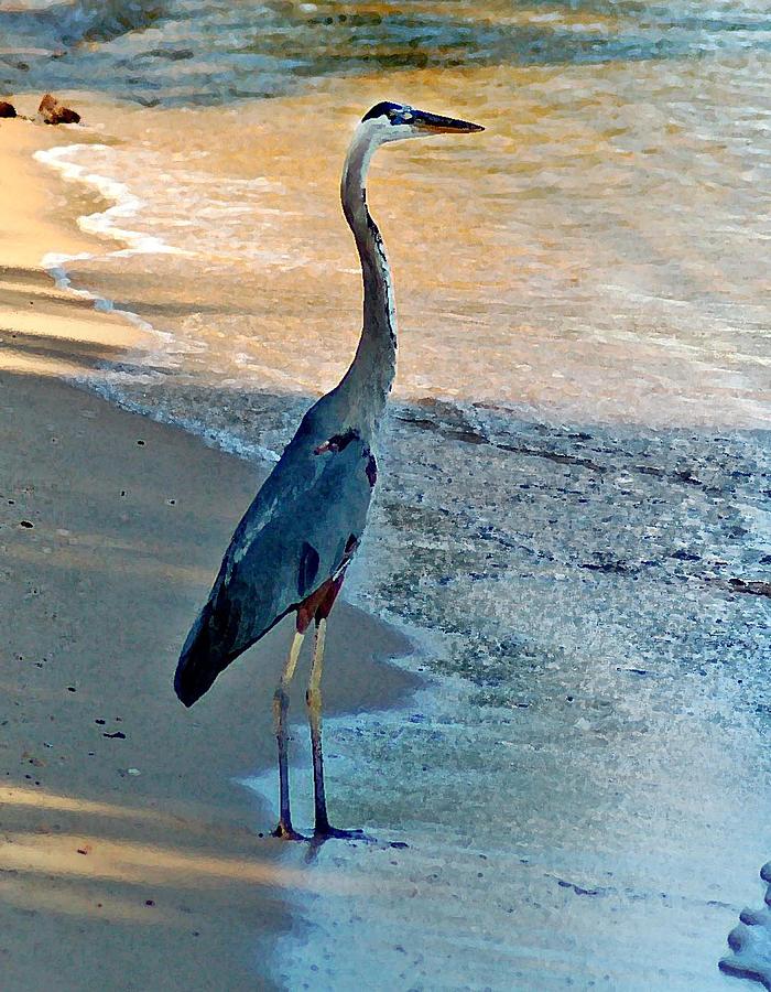 Blue Heron on the Beach Close up Painting by Michael Thomas