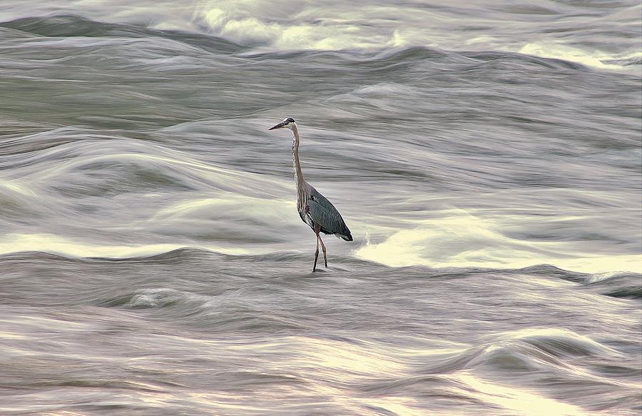 Bird Photograph - Blue Heron On The Grand River by Karl Anderson
