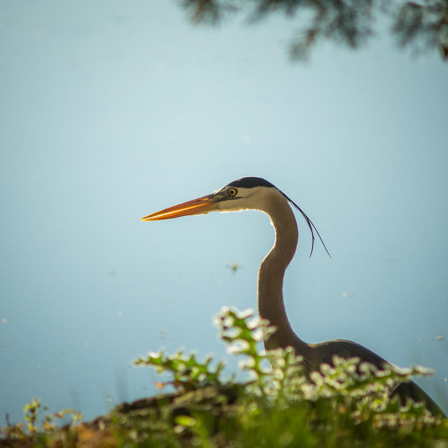 Feather Photograph - Blue Heron on the hunt by Chris Bordeleau