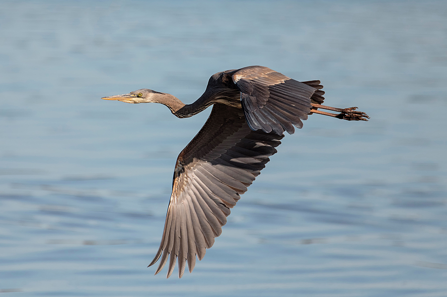 Blue Heron over the Bay Photograph by Loree Johnson