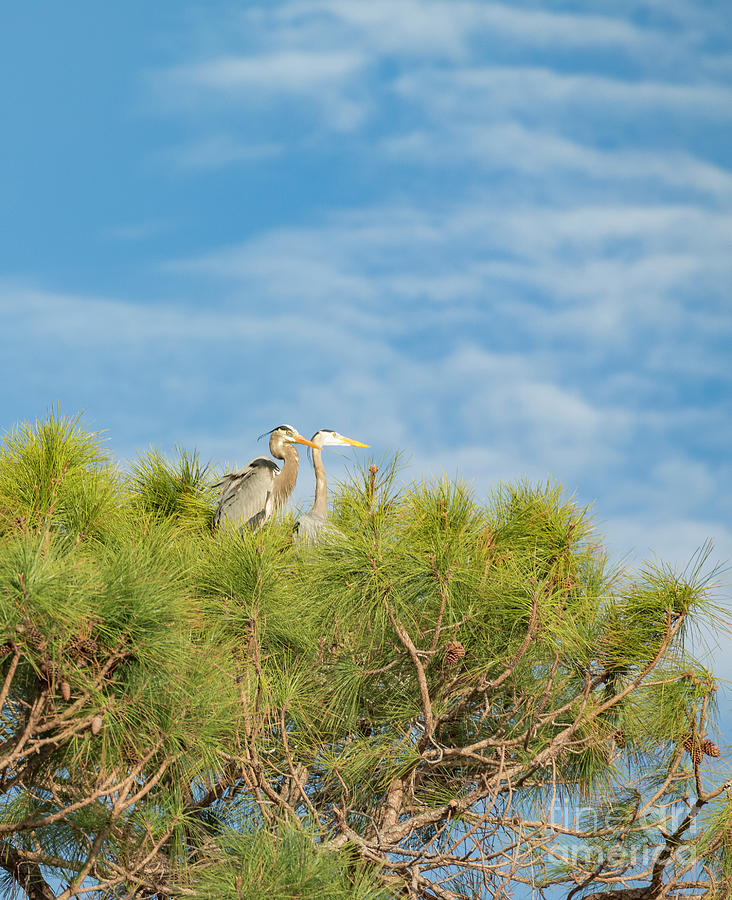 Blue Heron Pair In Tree Top Nest Photograph