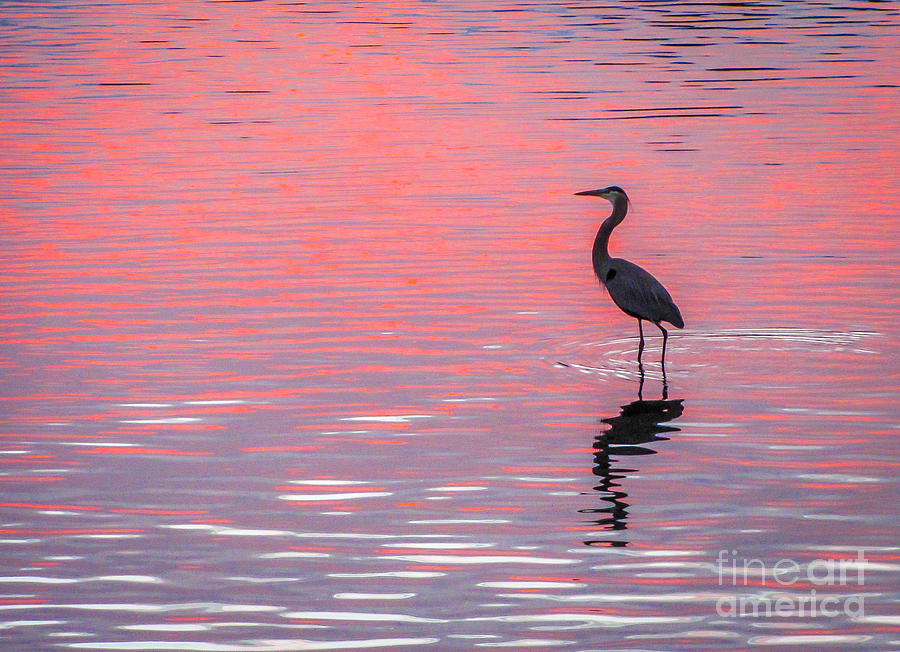Blue Heron - Pink Water Photograph by Tom Claud