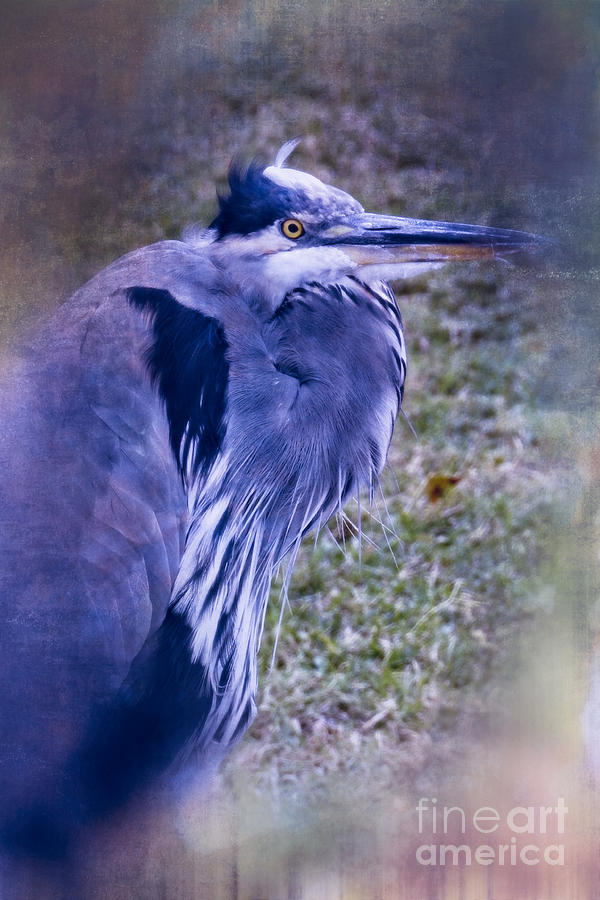 Blue Heron Portrait Photograph by Ella Kaye Dickey