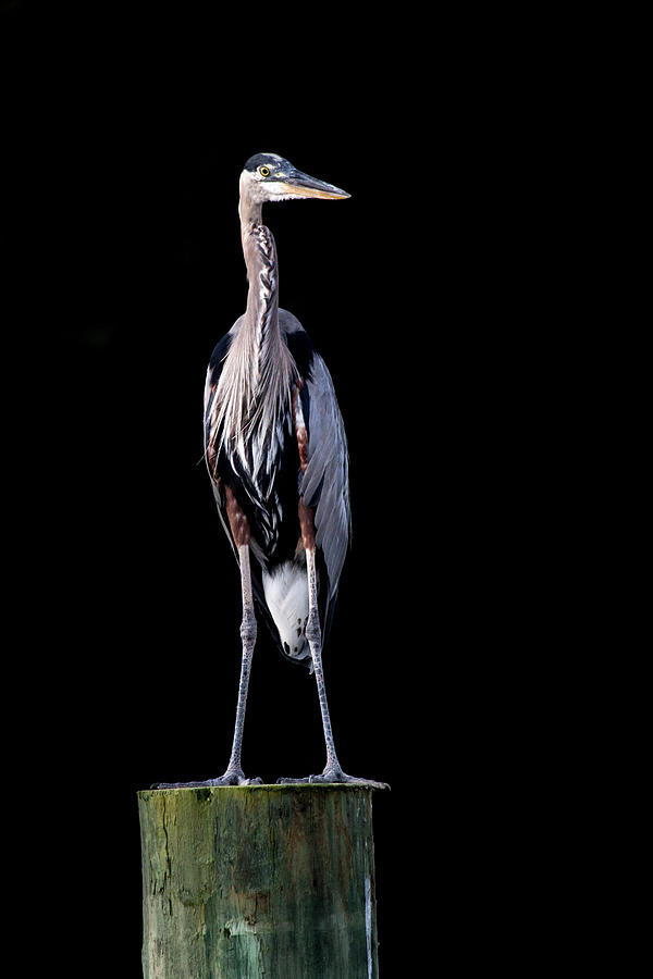 Wildlife Photograph - Blue Heron Prestige by Jennifer Casey