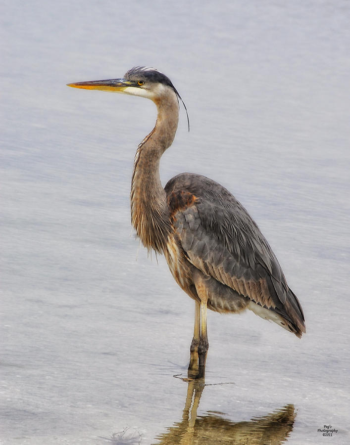 Blue Heron Profile Photograph by Peg Runyan - Fine Art America