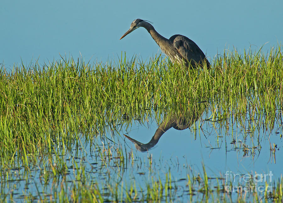 Blue Heron Reflectiion-Signed-#0107 Photograph by J L Woody Wooden