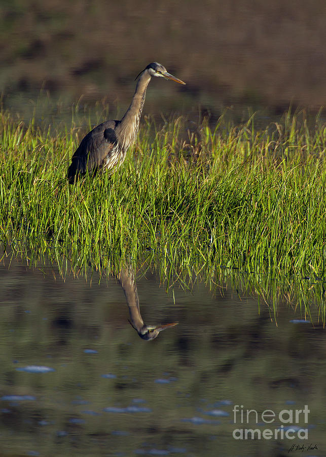 Blue Heron Reflectiion-Signed-#0140 Photograph by J L Woody Wooden