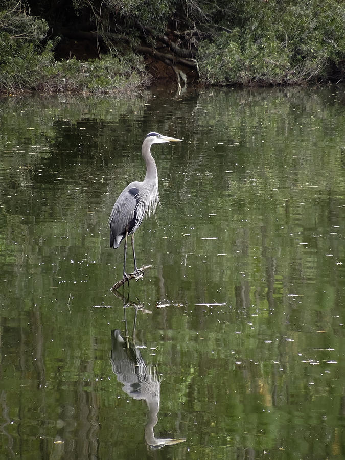 Water Birds Photograph - Blue Heron Reflection  by Don Wright