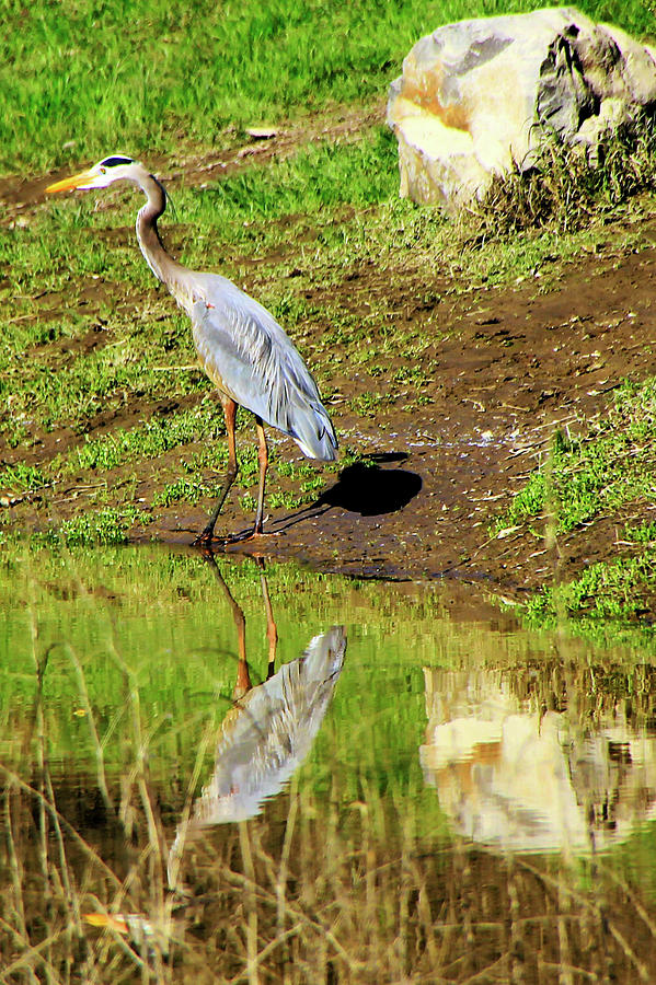 Blue Heron Reflection Photograph by Pauline Darrow - Fine Art America