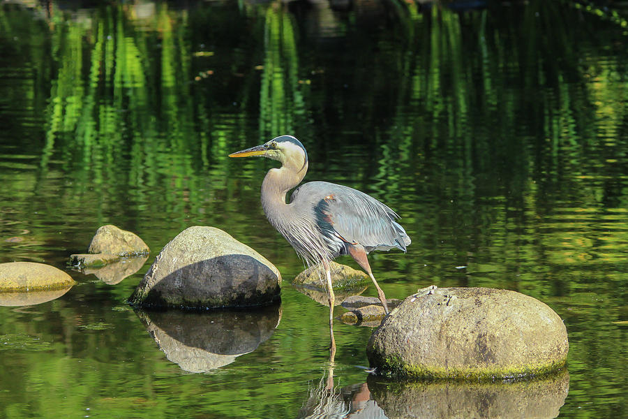 Blue Heron Reflections Photograph by Marlin and Laura Hum