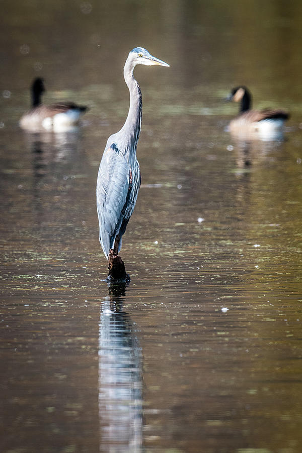 Blue Heron Reflections Photograph by Paul Freidlund