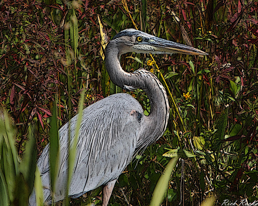 Blue Heron Photograph by Rick Rocha - Fine Art America