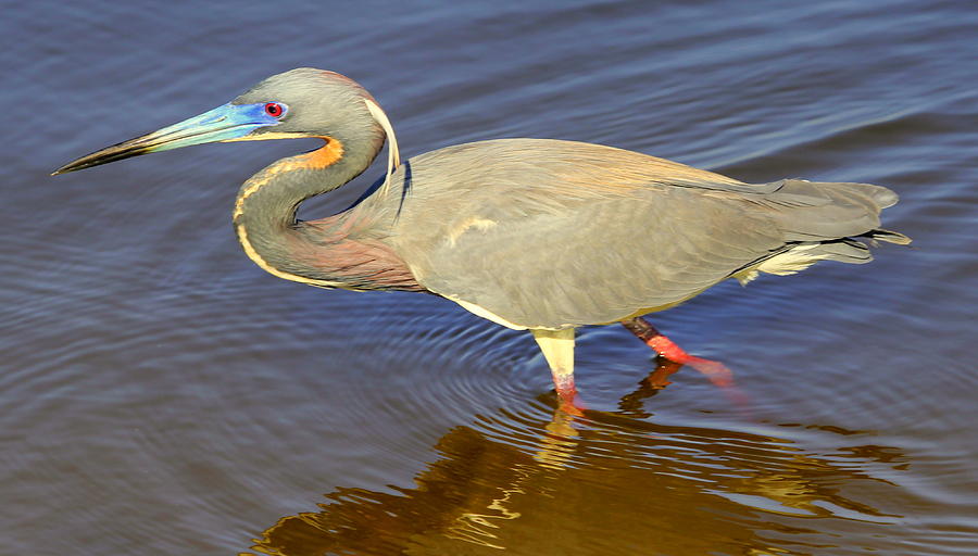 Blue Heron Photograph by Sean Allen