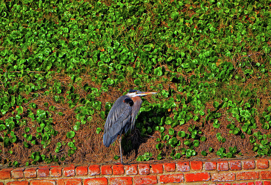 Blue Heron - Sentry 002 Photograph by George Bostian