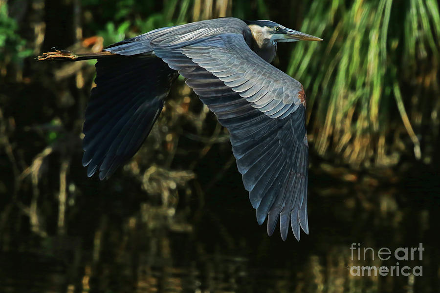 Heron Photograph - Blue Heron Series The Pond by Deborah Benoit