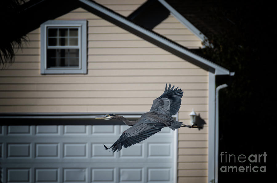 Blue Heron Soaring Photograph by Dale Powell
