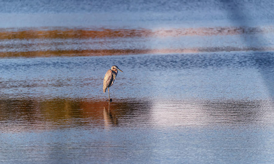 Blue Heron standing in a pond at sunset Photograph by Patrick Wolf